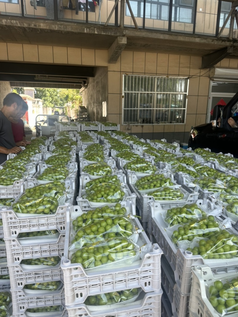 山东阳光玫瑰晴王葡萄大量上市中货源充足品质高