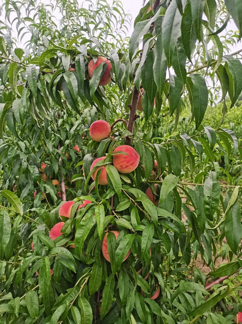 山西临猗715,阿布白，中桃11等各种毛桃大量上市