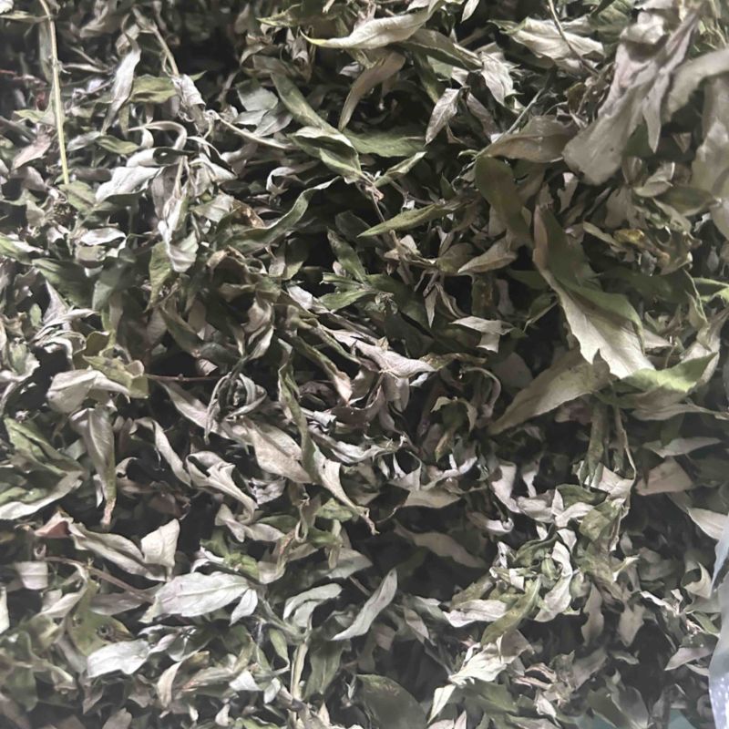 艾叶野生艾蒿一手批发常年供应量大从优