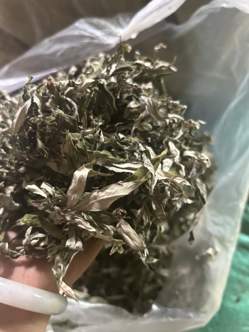 艾叶野生艾蒿一手批发常年供应量大从优