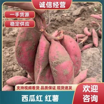 河北沙地西瓜红红薯现挖现发大量供应欢迎电话联系