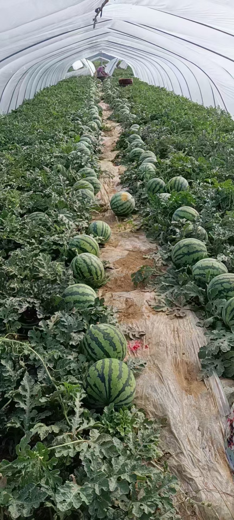 甘肃庆阳美都西瓜大量有货