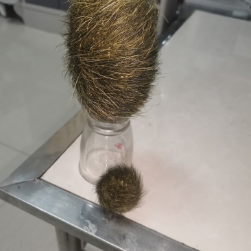 猪宝