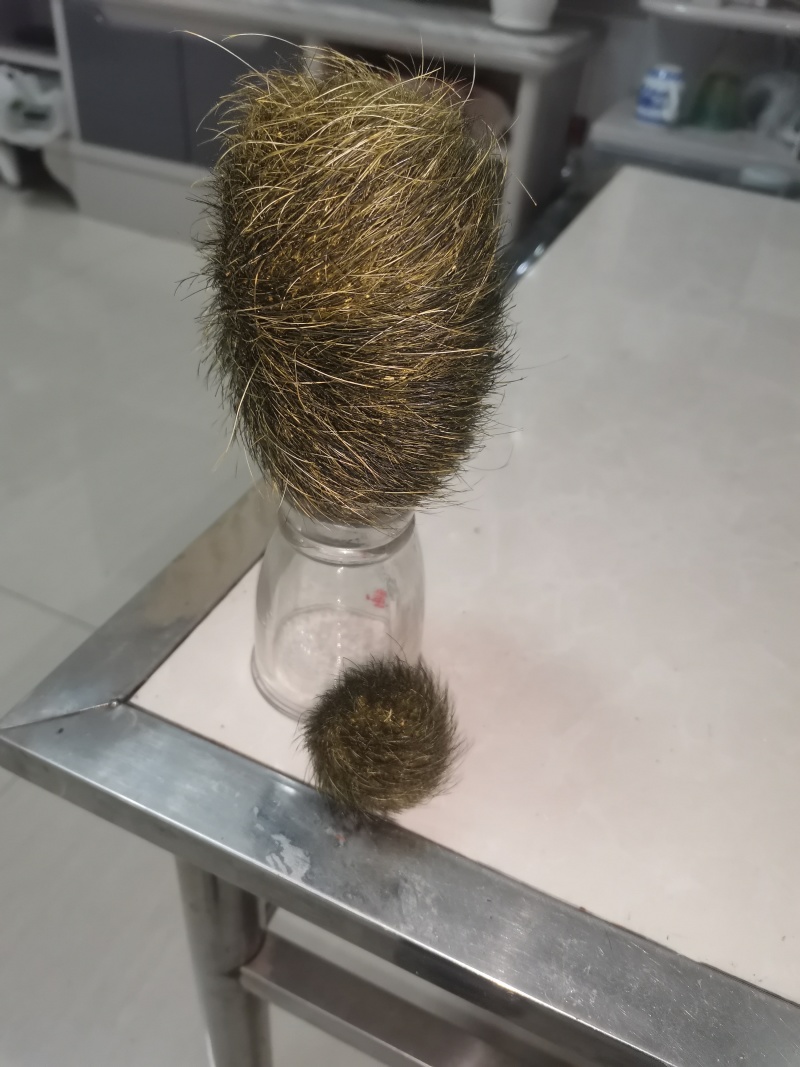 猪宝