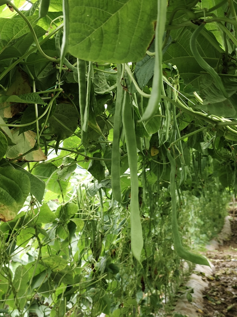 扁豆绿扁豆高山反季节大量上市，价格优惠一件代发欢迎咨询