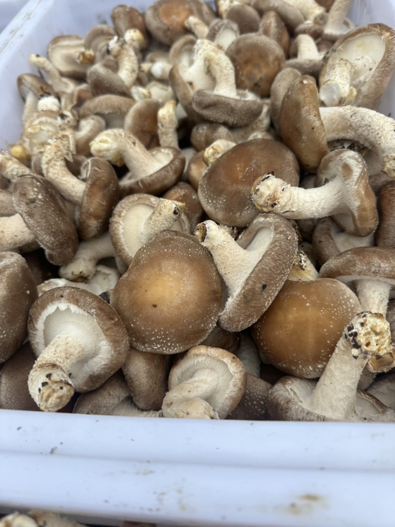 香菇