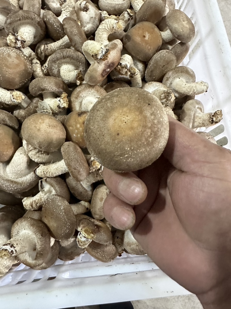 香菇