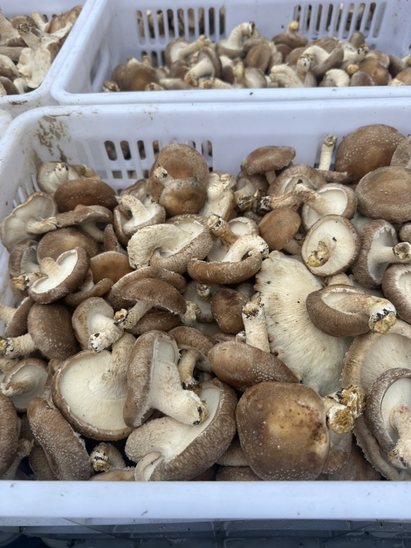 香菇