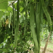 扁豆青扁豆价格美丽，基地直供一件，欢迎咨询