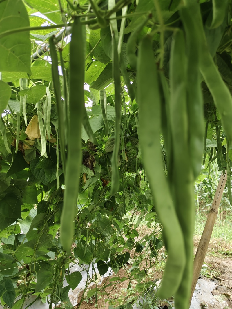 扁豆青扁豆价格美丽，基地直供一件代发，欢迎咨询