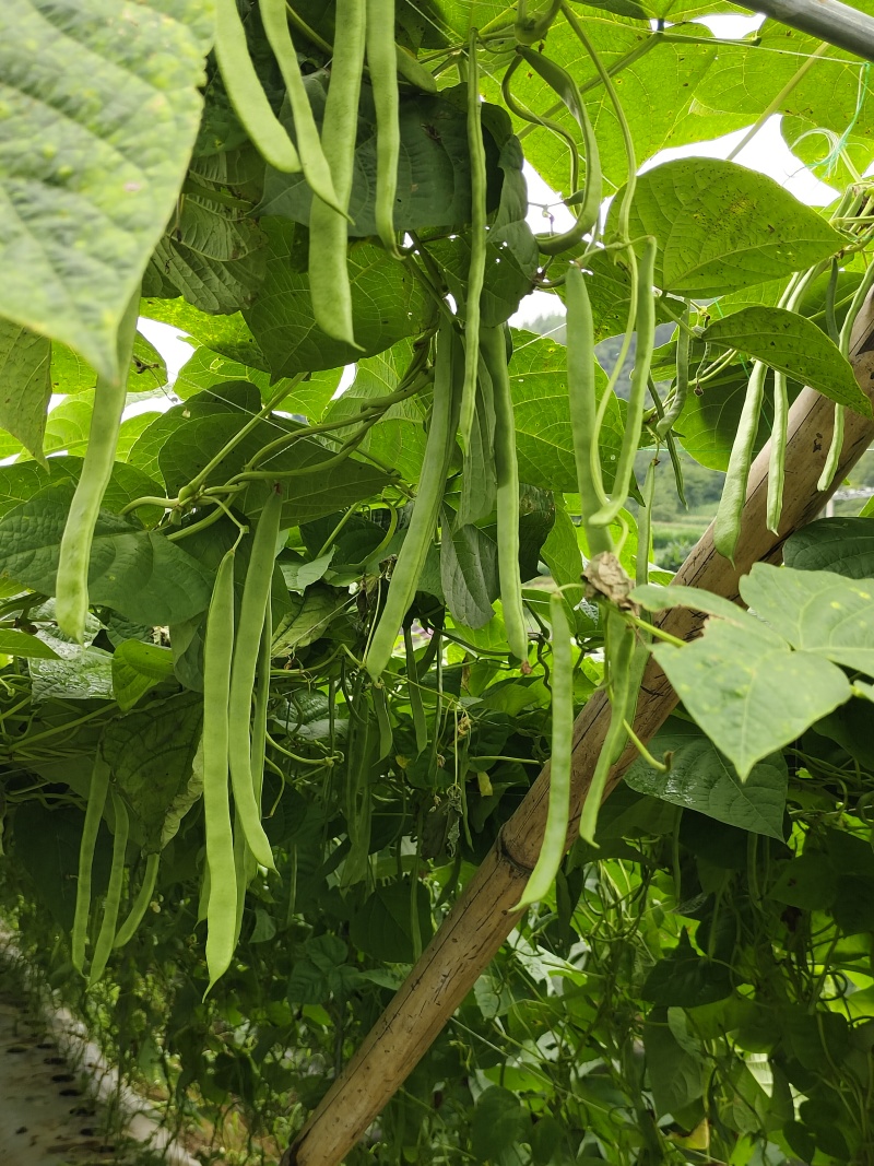 扁豆青扁豆价格美丽，基地直供一件代发，欢迎咨询