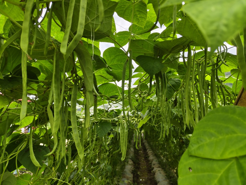 扁豆青扁豆价格美丽，基地直供一件代发，欢迎咨询