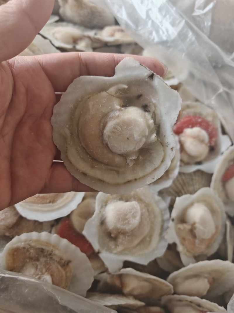 半壳扇贝夏夷贝一零贝各种规格有货大规格需要联系