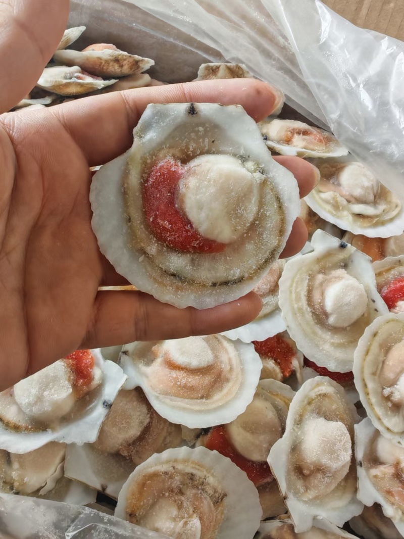 半壳扇贝夏夷贝一零贝各种规格有货大规格需要联系