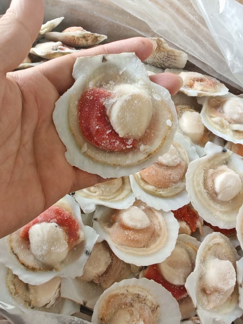 半壳扇贝夏夷贝一零贝各种规格有货大规格需要联系