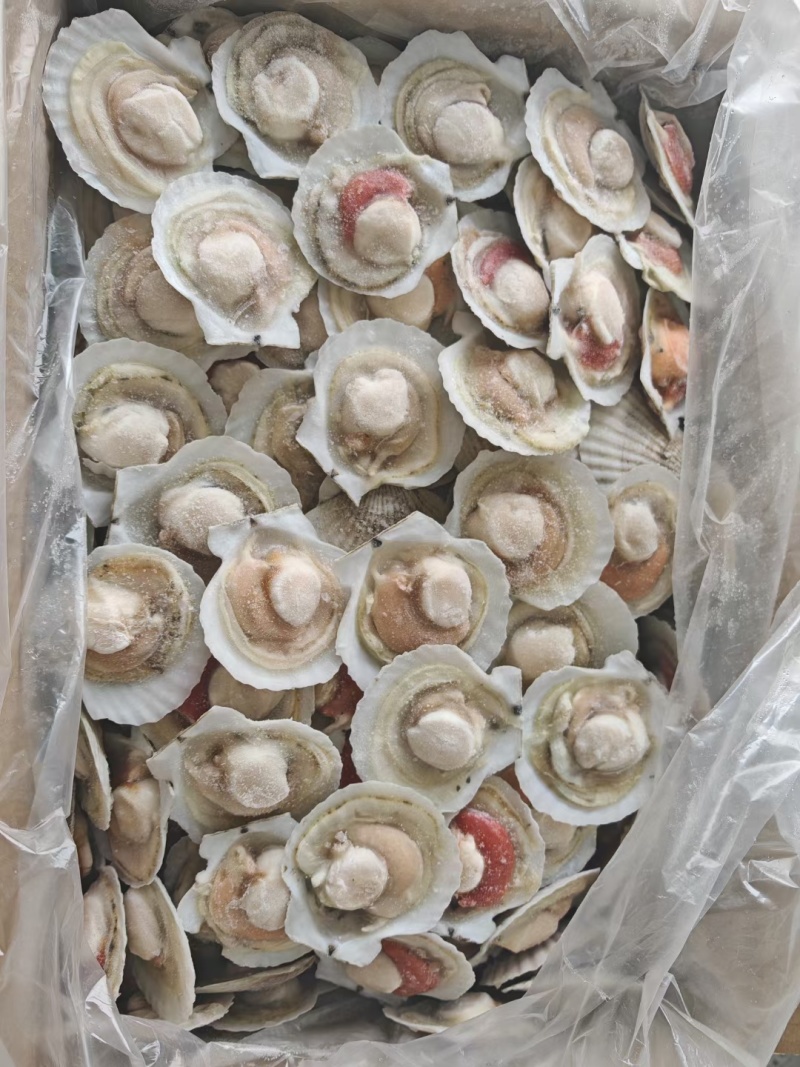 半壳扇贝夏夷贝一零贝各种规格有货大规格需要联系