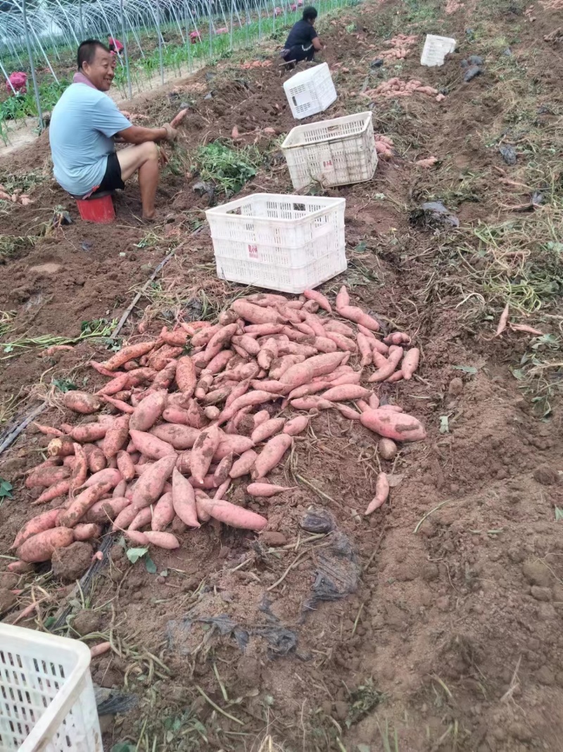 山东烟薯25大量上市，产地现货直发对接全国批发