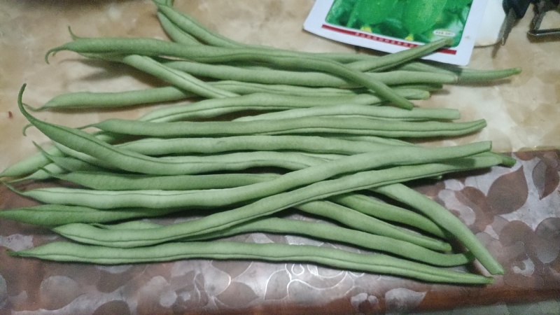 架豆王白豆王