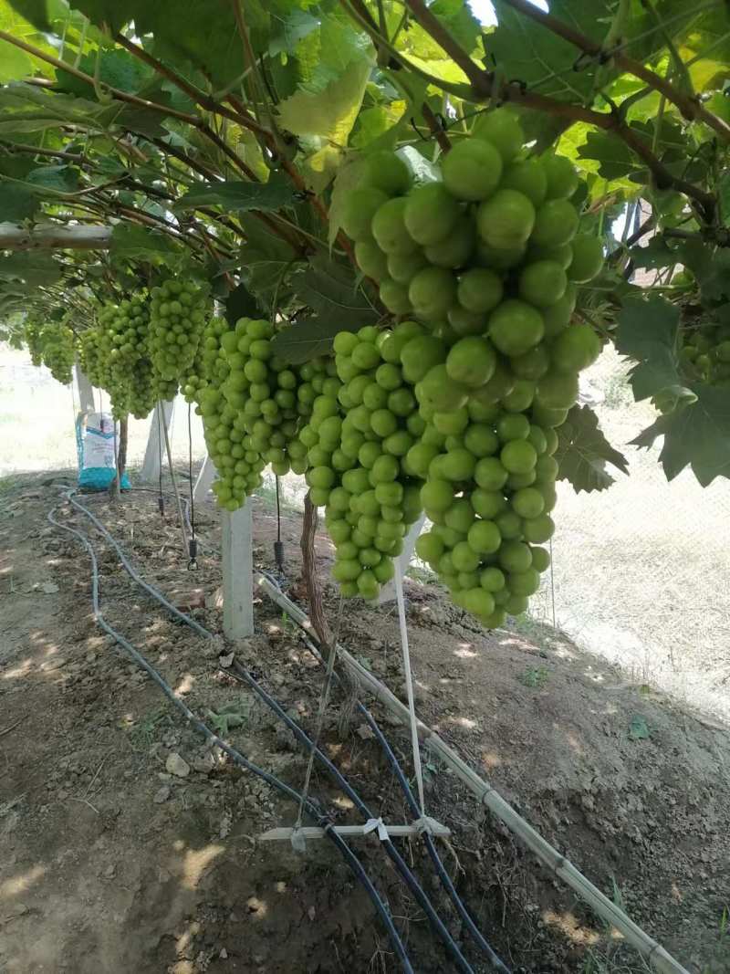 湖北潜江精品阳光玫瑰个头大货量足，通货四块起，欢迎各老板