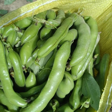 蚕豆大豆