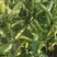 蚕豆大豆