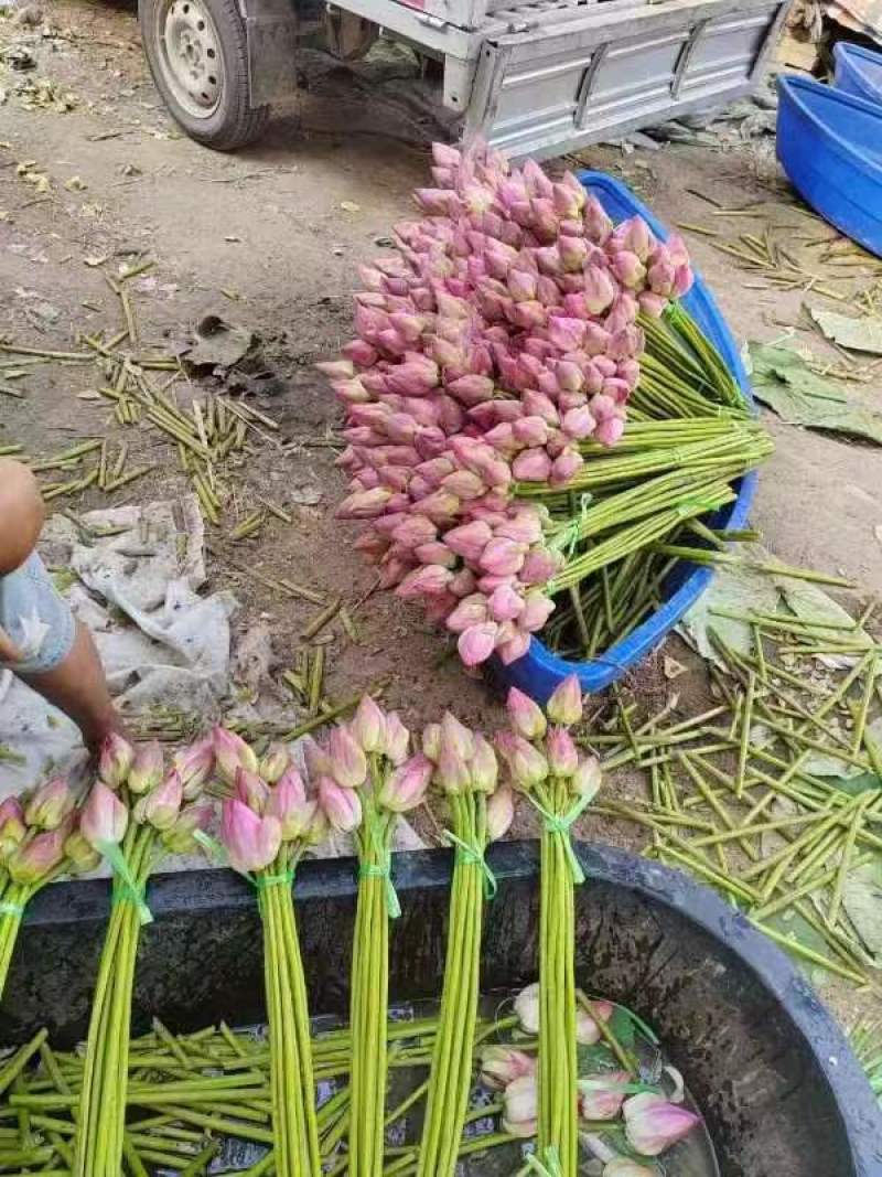 精品莲花，荷花微山湖基地直供全国各地均可直达