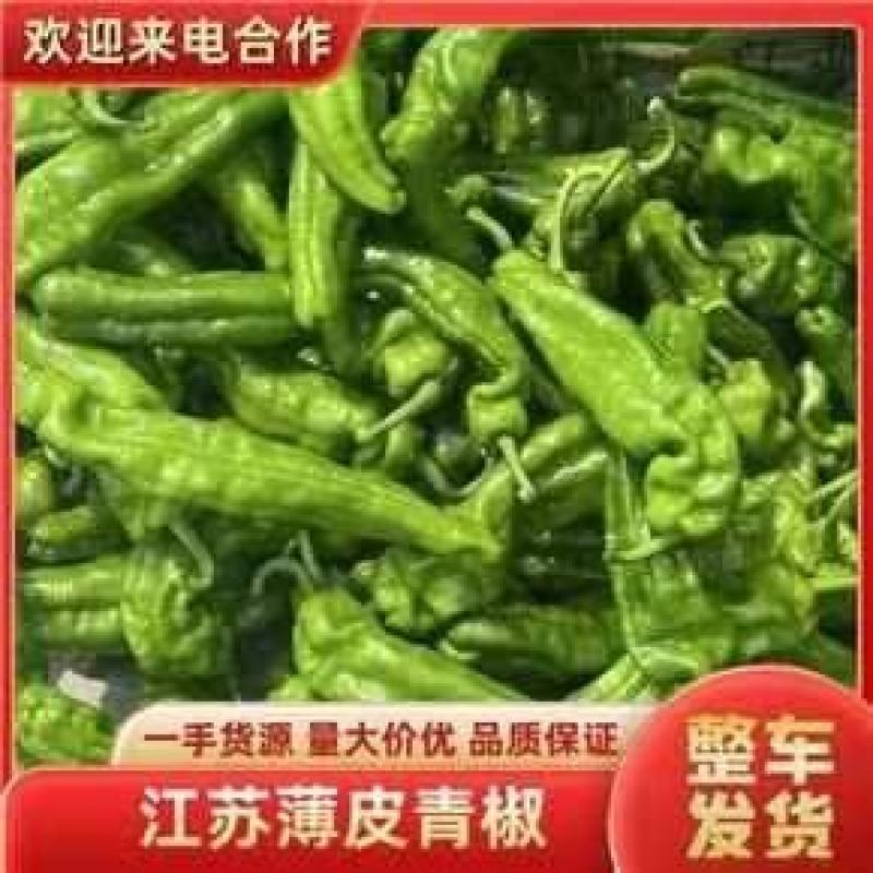 江苏薄皮青椒大量上市中质量保证诚信经营大量上市