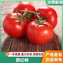 西红柿大量上市现摘现发粉糯香甜品质欢迎订购