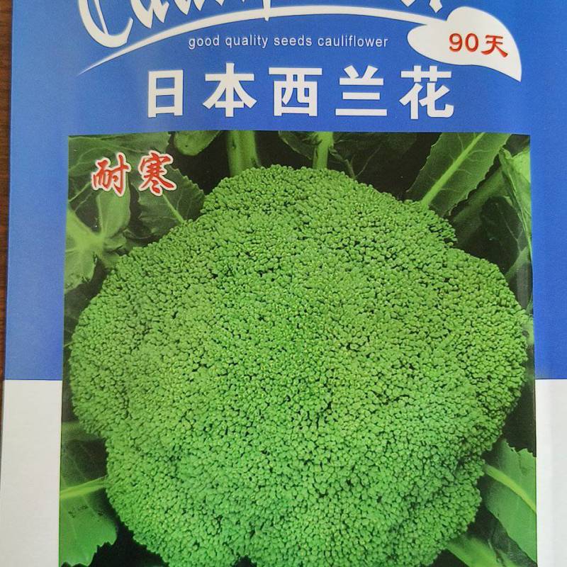 西兰兰种子，90天，耐寒，花雷半球型，紧实整齐，花籽中细