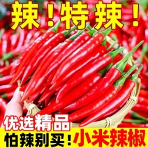 小米椒二荆条产地看货论价保质保量欢迎订购