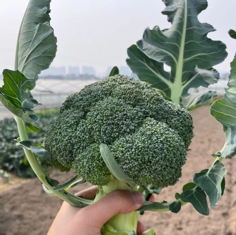 西兰兰种子，90天，耐寒，花雷半球型，紧实整齐，花籽中细