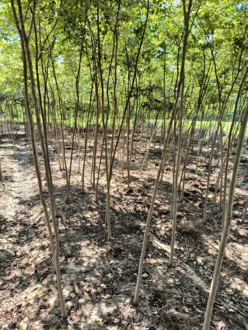 优质榉树苗营养杯苗易成活质量保障诚信为本欢迎来电