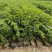 优质榉树苗营养杯苗易成活质量保障诚信为本欢迎来电