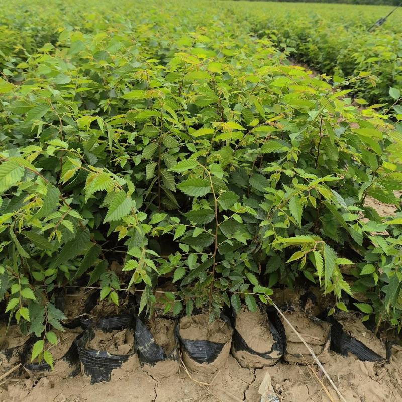 优质榉树苗营养杯苗易成活质量保障诚信为本欢迎来电