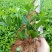 广西精品栀子花苗大叶栀子花玫瑰中叶栀子花四川栀子花