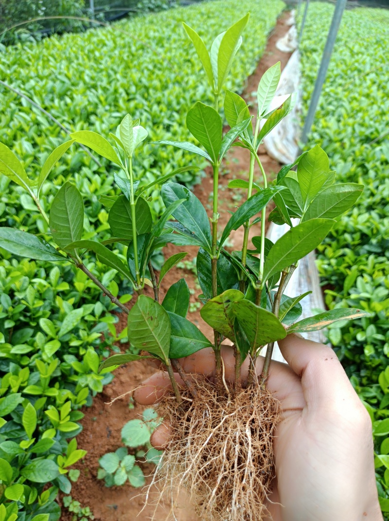 广西精品栀子花苗大叶栀子花玫瑰中叶栀子花四川栀子花