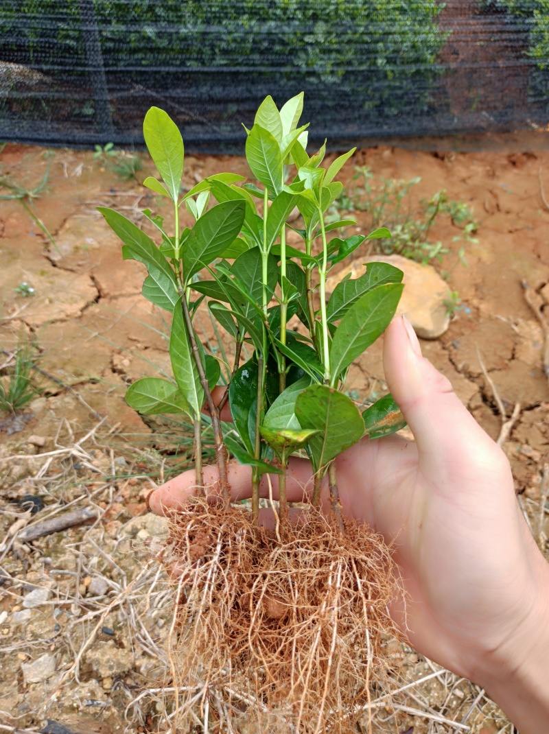 广西精品栀子花苗大叶栀子花玫瑰中叶栀子花四川栀子花
