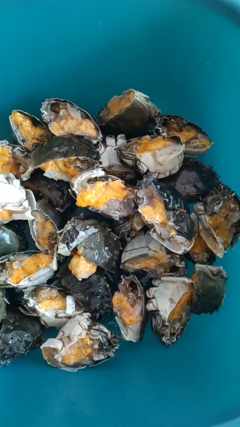 盘锦河蟹产地直发货，精品肥蟹，电商，团购酒店自助欢迎采购