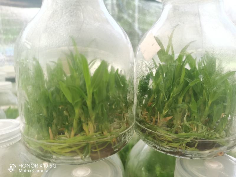 铁皮石斛瓶苗广西红杆软脚品质保证成活率高