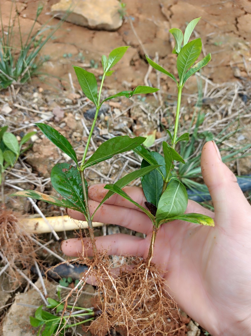 广西精品栀子花苗大叶栀子花玫瑰中叶栀子花四川栀子花