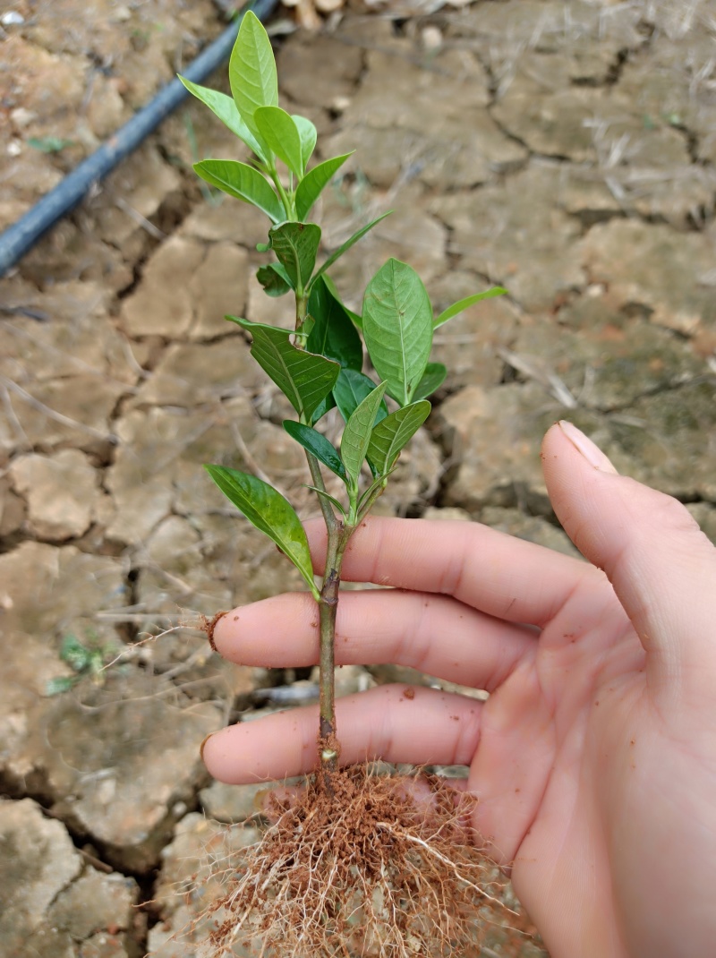 广西精品栀子花苗大叶栀子花玫瑰中叶栀子花四川栀子花