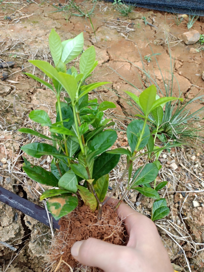 广西精品栀子花苗大叶栀子花玫瑰中叶栀子花四川栀子花