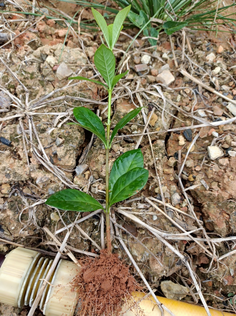广西精品栀子花苗大叶栀子花玫瑰中叶栀子花四川栀子花