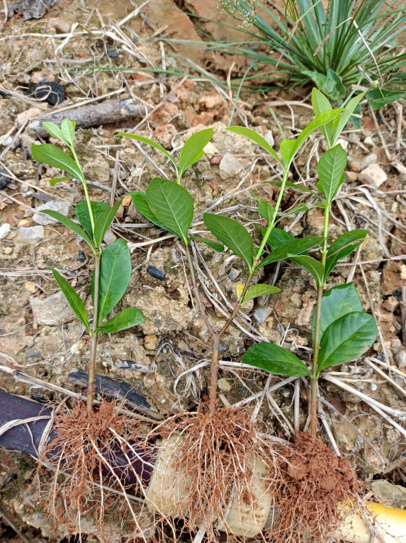 广西精品栀子花苗大叶栀子花玫瑰中叶栀子花四川栀子花