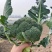 绿娇，定植后80天采收，花型较好，抗性强。