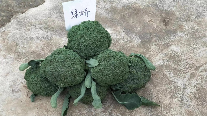 绿娇，定植后80天采收，花型较好，抗性强。