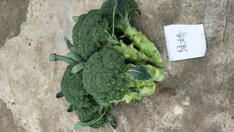 绿娇，定植后80天采收，花型较好，抗性强。