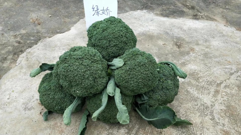 绿娇，定植后80天采收，花型较好，抗性强。