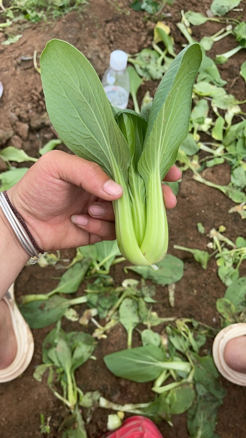 叶菜种植基地常年供货