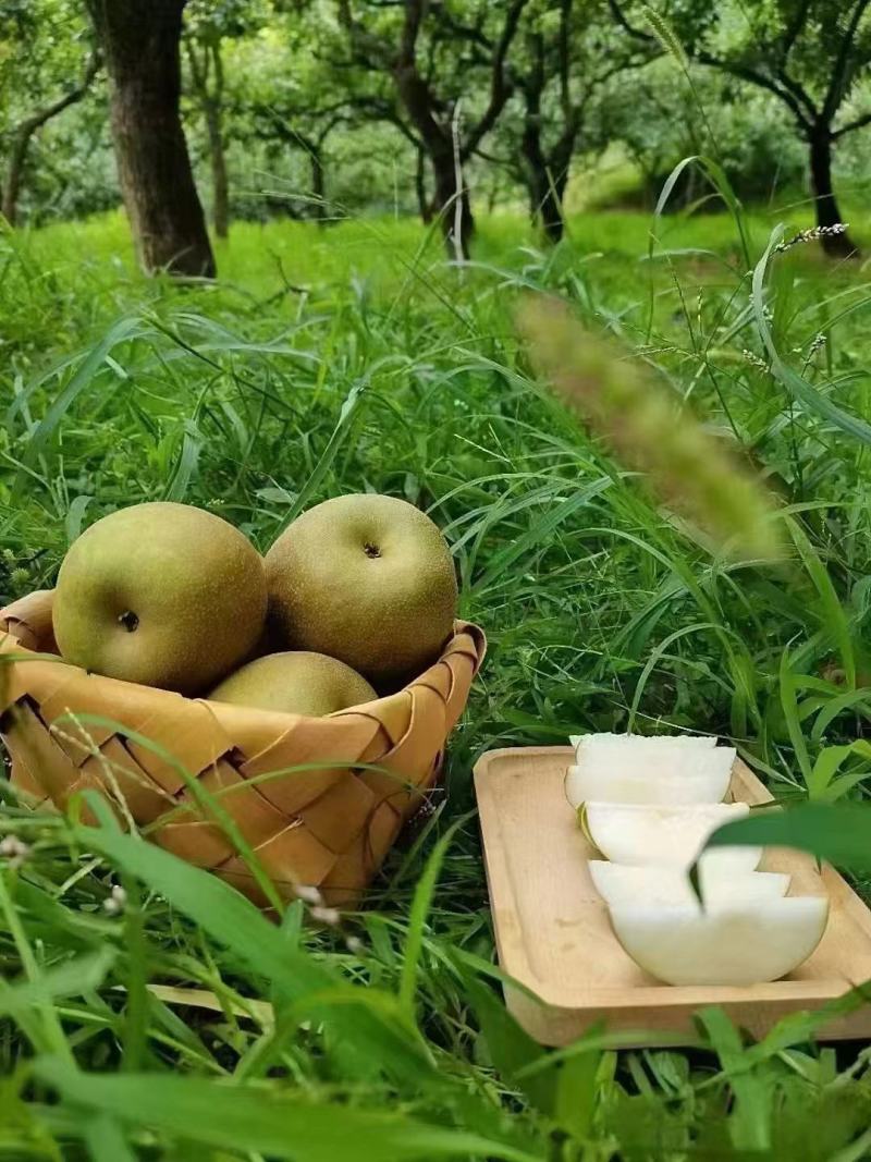 百里洲翠冠梨